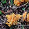 Ramaria aurea